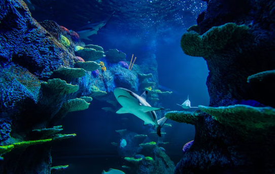 Sea Life Sydney Aquarium Tickets